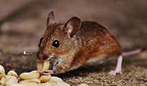 24 Hour & Emergency Exterminators in Twin Oaks, NC